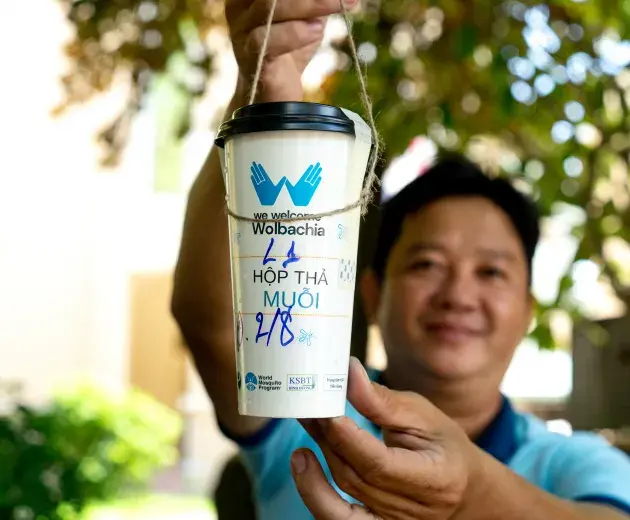 Release Wolbachia mosquitoes