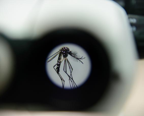 Mosquito