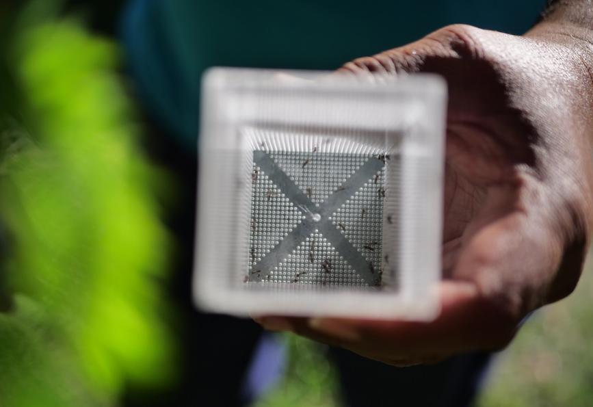 Aedes aegypti mosquitoes